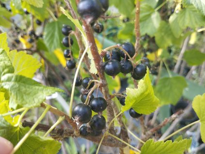 Černý rybíz 'Triton' - stromkový PROSTOKOŘENÝ