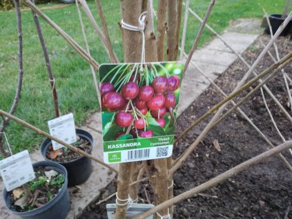 Třešeň 'Kasandra' - špičák PROSTOKOŘENÁ (Colt)