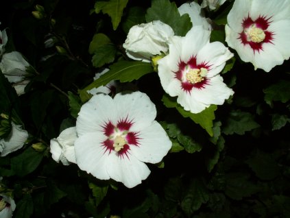 Ibišek syrský 'Red Heart' - Hibiscus syriacus 'Red Heart'