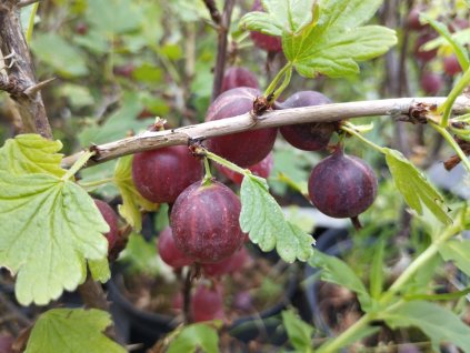 Angrešt červený 'Hinnonmaky Red' - keř 1 l V KVĚTINÁČI