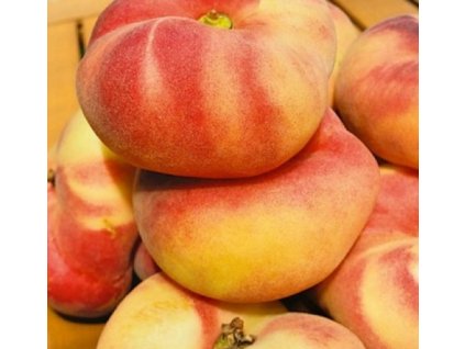 Broskvoň Saturn plochá2