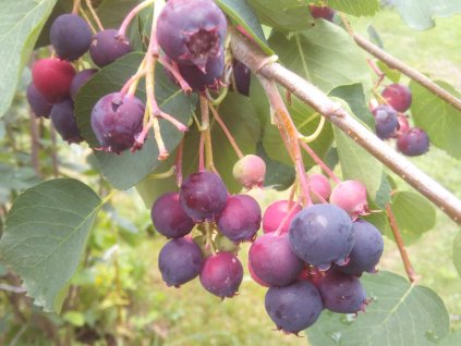 Muchovník olšolistý - Amelanchier alnifolia 'Sleyt'