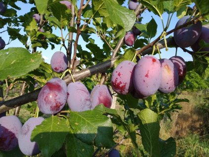 Slivoň 'Čačanská Lepotica' - pološvestka - špičák PROSTOKOŘENÁ (Myrabolán)