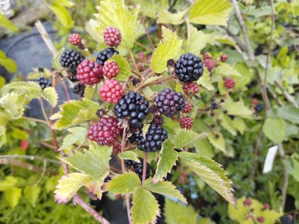 Ostružina (bezrtnná) - Rubus fruticosus 'Loch Ness'