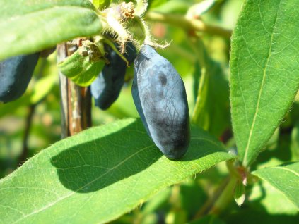 Lonicera kamschatika