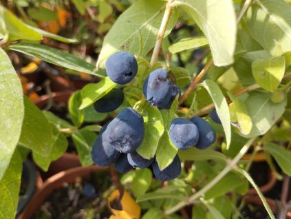Zimolez kamčatský 'Indigo Gem' - Lonicera (borůvka z Kamčatky)