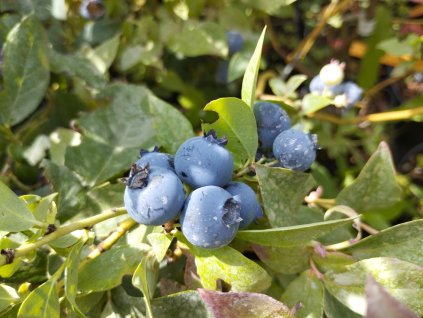 Kanadská borůvka 'Hannah's Choice' - Vaccinium corymbosum 'Hannah's Choice'