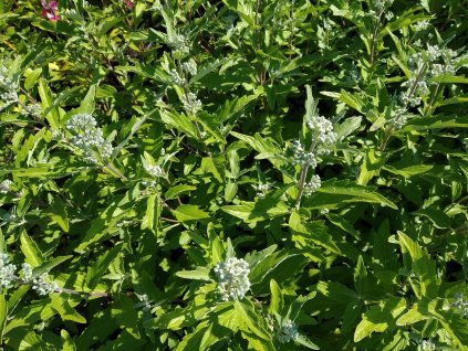 Ořechokřídlatec clandonský - Caryopteris clandonensis 'Kew Blue'