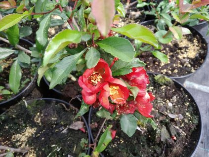 Kdoulovec - Chaenomeles x superba 'Elly Mossel'