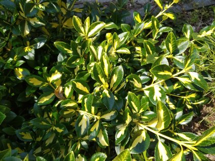 Brslen - Euonymus f. 'Sunspot' 1 l