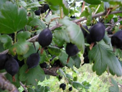 Angrešt Neguš černý2