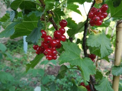 Červený rybíz 'Losan' - stromkový PROSTOKOŘENÝ