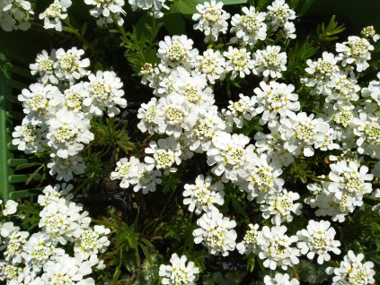 Štěničník - Iberis sempervirens