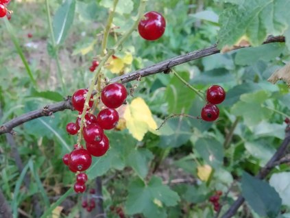 Červený rybíz 'Detvan' - stromkový PROSTOKOŘENÝ