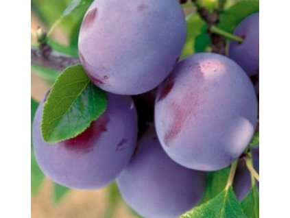 švestka Durancie2