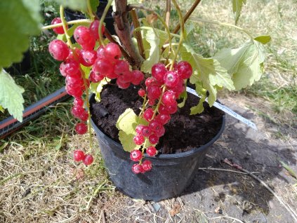 Červený rybíz 'Rovada' - keř - PROSTOKOŘENÝ