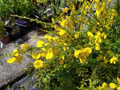 Čilimník 'Vanesse' - Cytisus 'Vanesse'