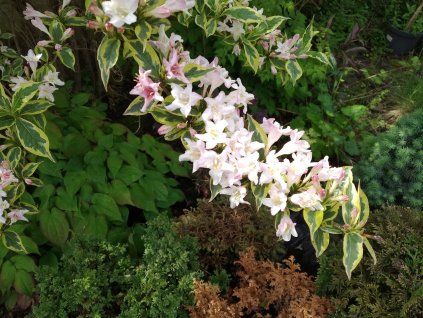 Vajgelie - Weigela florida 'Nana Variegata'
