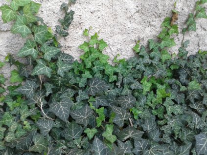 Břečťan popínavý - Hedera helix