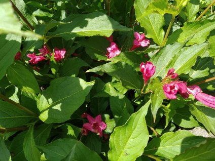 Vajgelie - Weigela hybrida 'Red Prince'