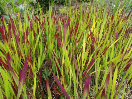 Imperáta válcovitá - Imperata cylidrica 'Red Baron'