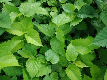 Moruše černá - Morus 'Milanówek'