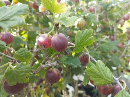 Angrešt červený 'Rolonda' - stromkový V KVĚTNÁČI