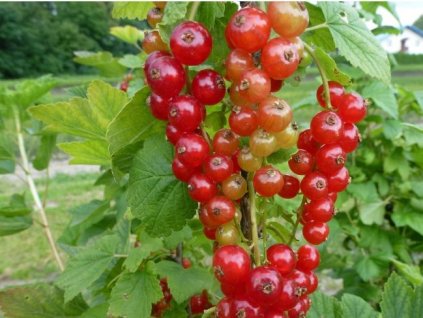 Červený rybíz 'Rolan'2