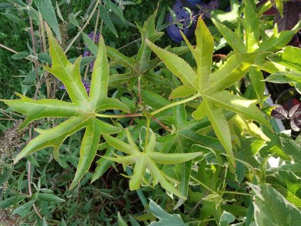 Ambroň západní - Liquidambar styraciflua 'Worplesdon'