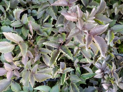 Černý bez - Sambucus nigra 'Black Tower'