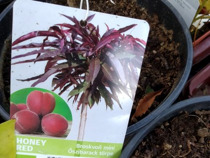Broskvoň mini 'Honey Red'