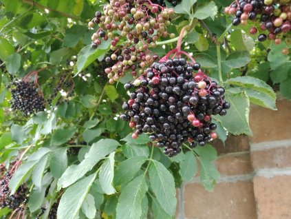 Černý bez - Sambucus nigra 'Haschberg'