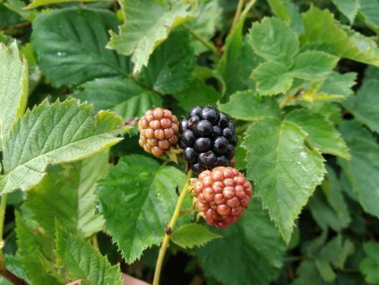 Ostružina (bezrtnná) - Rubus fruticosus 'Čačanská'