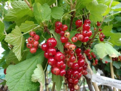Červený rybíz 'Kozolupský' - keř V KVĚTINÁČI