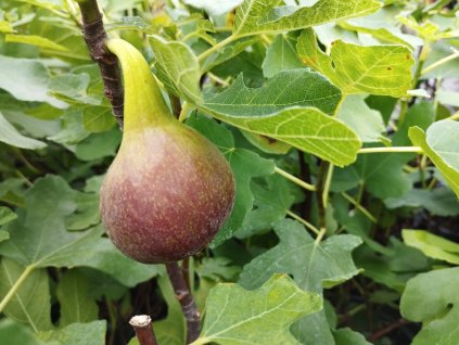 Fíkovník 'Francuesco' - keř