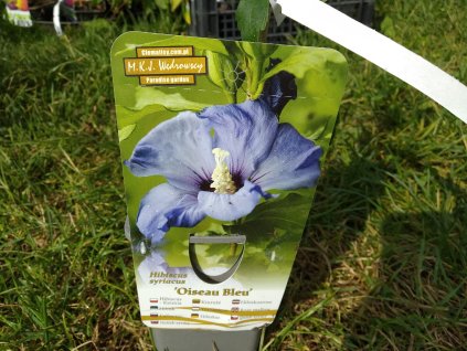 Ibišek syrský 'Blue Bird' - Hibiscus syriacus 'Blue Bird'