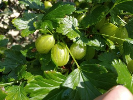 Angrešt žlutý 'Tatjana' - stromkový PROSTOKOŘENÝ