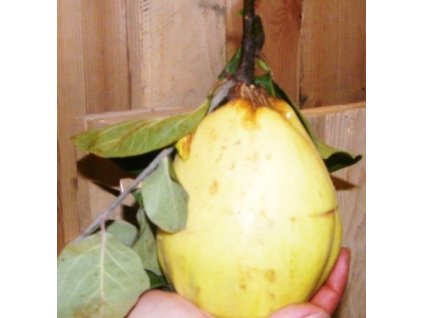 Kdouloň Reas Mammuth2