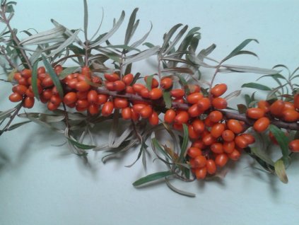 Rakytník řešetlákovitý 'Krasavice' - SAMICE - Hippophae rhamnoides