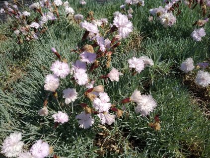 Karafiát - Dianthus plumarius 'Compact'