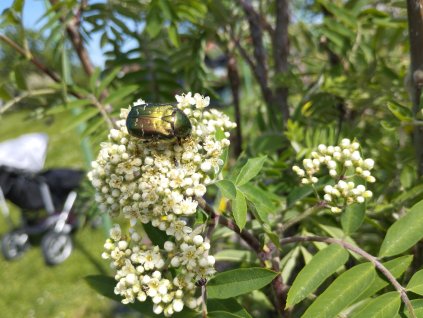 Jeřáb červený - Moravský sladkoplodý PROSTOKOŘENÝ