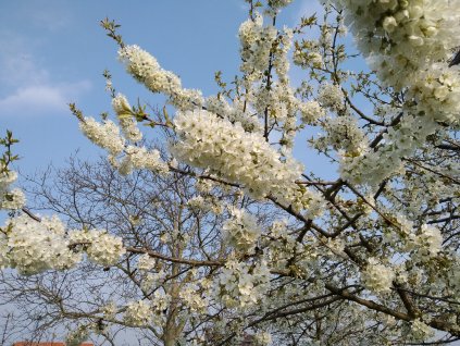 Třešeň 'Kaštánka' - špičák (Colt)