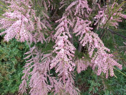 Tamaryšek čtyřmužný - Tamarix tetrandra