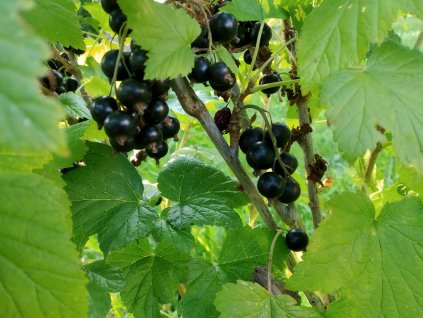 Černý rybíz 'Ojebyn' - keř V KVĚTINÁČI