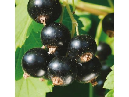 Rybíz keřový černý NARVE VIKING2