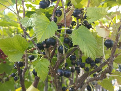 Černý rybíz 'Ometa' - keř PROSTOKOŘENÝ