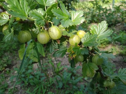 Angrešt žlutý 'Rixanta' - stromkový V KVĚTINÁČI