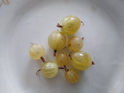 Angrešt žlutý 'Invicta' - stromkový V KVĚTINÁČI