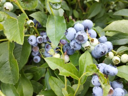 Kanadská borůvka trpasličí 'NorthSky' - Vaccinium corymbosum 'NorthSky'