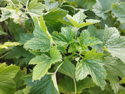 Černý rybíz balkónový 'Little Black Sugar' - keř V KVĚTINÁČI